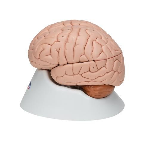 Human Brain Model, 8 part - 3B Smart Anatomy 1000225 | Sim & Skills