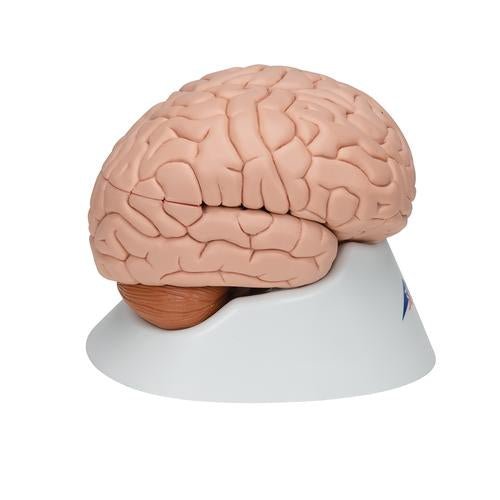 Human Brain Model, 8 part - 3B Smart Anatomy 1000225 | Sim & Skills