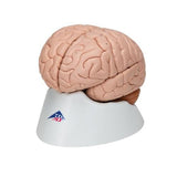 Human Brain Model, 8 part - 3B Smart Anatomy 1000225 | Sim & Skills