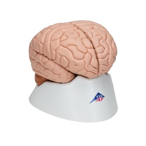 Human Brain Model, 8 part - 3B Smart Anatomy 1000225 | Sim & Skills