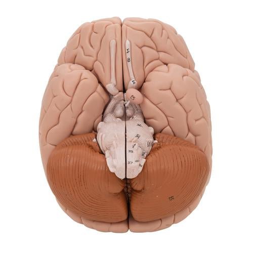 Human Brain Model, 8 part - 3B Smart Anatomy 1000225 | Sim & Skills