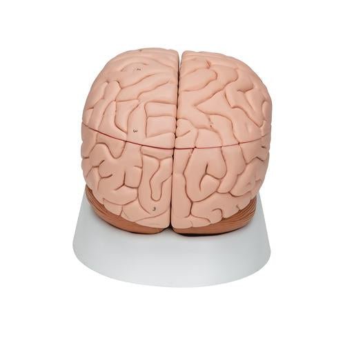 Human Brain Model, 8 part - 3B Smart Anatomy 1000225 | Sim & Skills