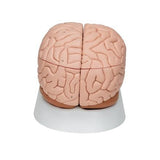 Human Brain Model, 8 part - 3B Smart Anatomy 1000225 | Sim & Skills