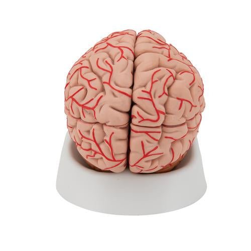 Human Brain Model with Arteries, 9 part 1017868 | Sim & Skills