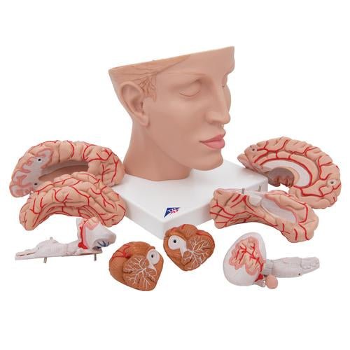 Human Brain Model with Arteries on Base of Head, 8 part 1017869 | Sim & Skills