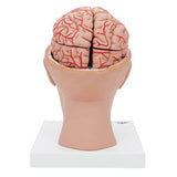 Human Brain Model with Arteries on Base of Head, 8 part 1017869 | Sim & Skills