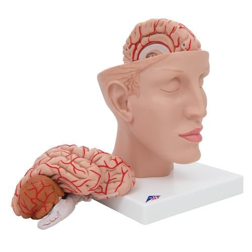 Human Brain Model with Arteries on Base of Head, 8 part 1017869 | Sim & Skills