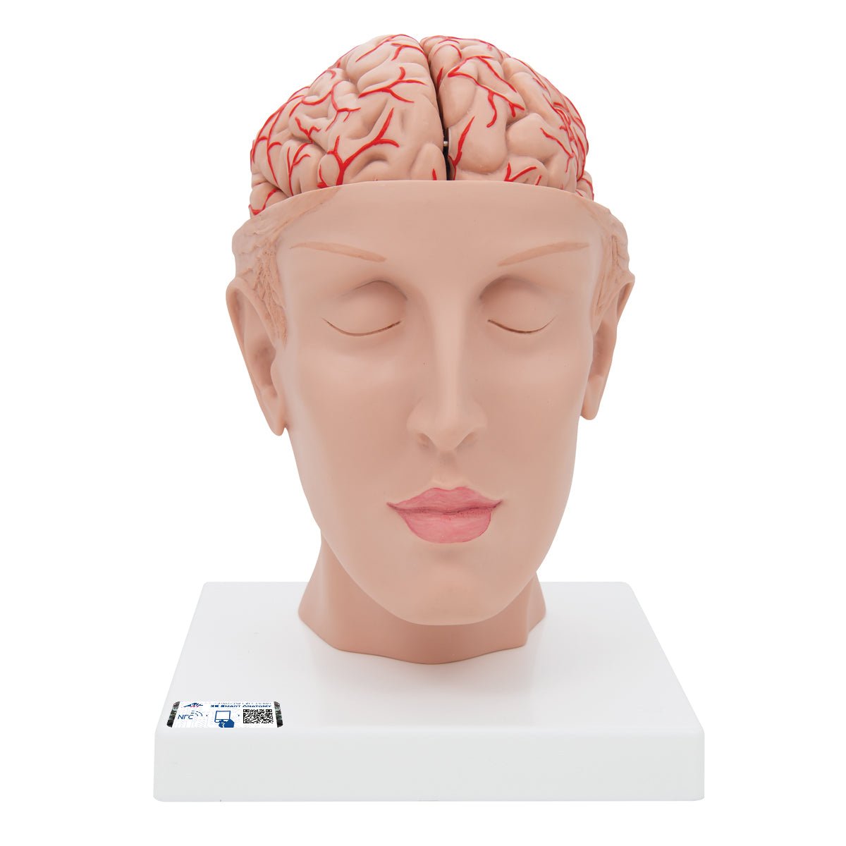 Human Brain Model with Arteries on Base of Head, 8 part 1017869 | Sim & Skills