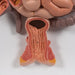Human Digestive System Model, 3 part - 3B Smart Anatomy 1000307 | Sim & Skills