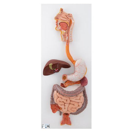 Human Digestive System Model, 3 part - 3B Smart Anatomy 1000307 | Sim & Skills