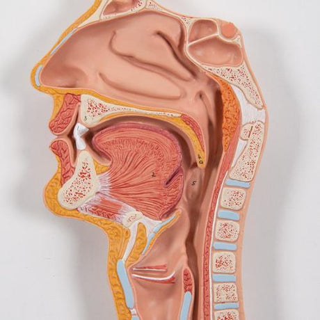 Human Digestive System Model, 3 part - 3B Smart Anatomy 1000307 | Sim & Skills