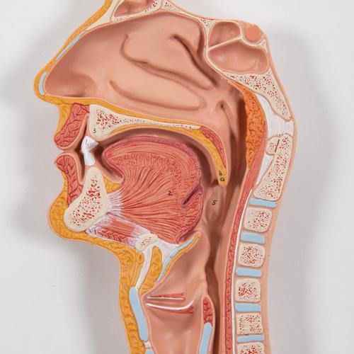 Human Digestive System Model, 3 part - 3B Smart Anatomy 1000307 | Sim & Skills