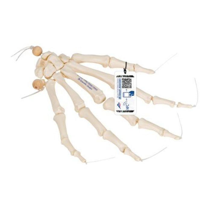 Human Hand Skeleton Model, Loosely on Nylon String 1019368 | Sim & Skills