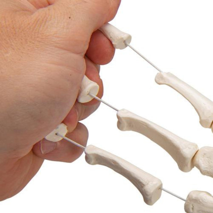 Human Hand Skeleton Model, Loosely on Nylon String — Sim & Skills