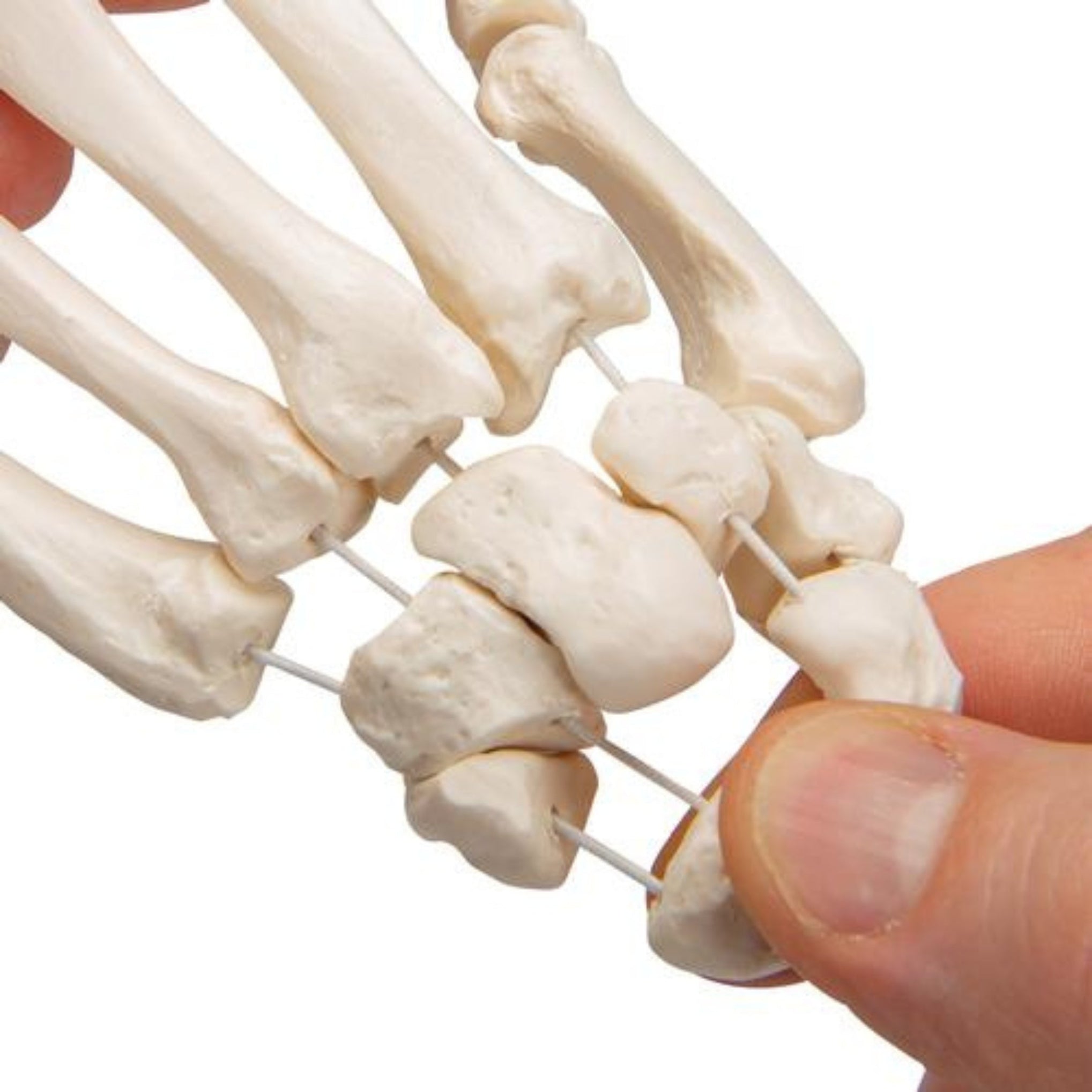 Human Hand Skeleton Model, Loosely on Nylon String — Sim & Skills