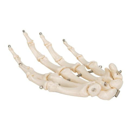 Human Hand Skeleton Model, Wire Mounted 1019367 | Sim & Skills