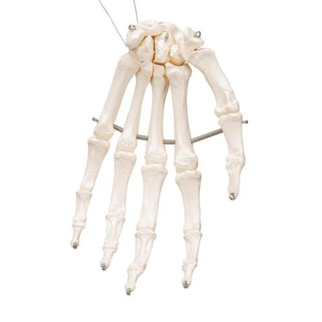 Human Hand Skeleton Model, Wire Mounted 1019367 | Sim & Skills