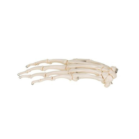 Human Hand Skeleton Model, Wire Mounted 1019367 | Sim & Skills