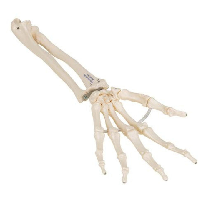 Human Hand Skeleton Model with Ulna & Radius, Elastic Mounted String 1019369 | Sim & Skills