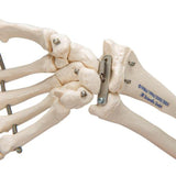 Human Hand Skeleton Model with Ulna & Radius, Wire Mounted 1019370 | Sim & Skills