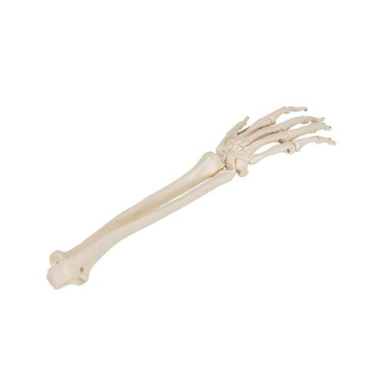 Human Hand Skeleton Model with Ulna & Radius, Wire Mounted 1019370 | Sim & Skills