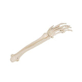 Human Hand Skeleton Model with Ulna & Radius, Wire Mounted 1019370 | Sim & Skills