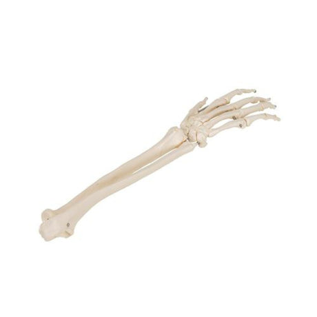 Human Hand Skeleton Model with Ulna & Radius, Wire Mounted 1019370 | Sim & Skills