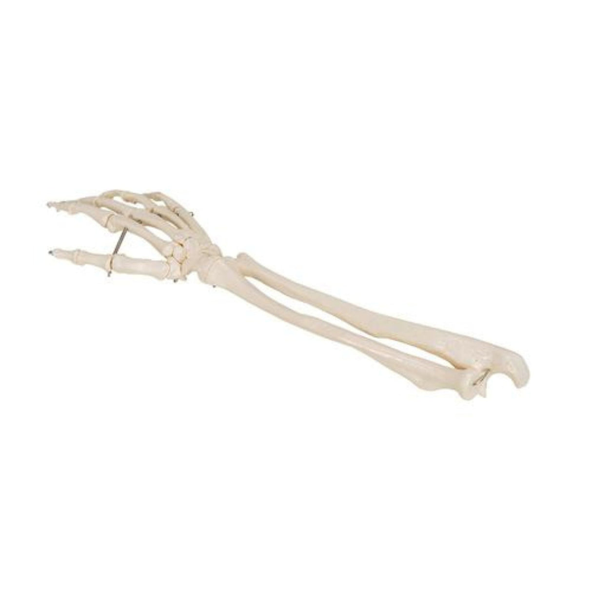 Human Hand Skeleton Model with Ulna & Radius, Wire Mounted 1019370 | Sim & Skills