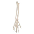 Human Hand Skeleton Model with Ulna & Radius, Wire Mounted 1019370 | Sim & Skills