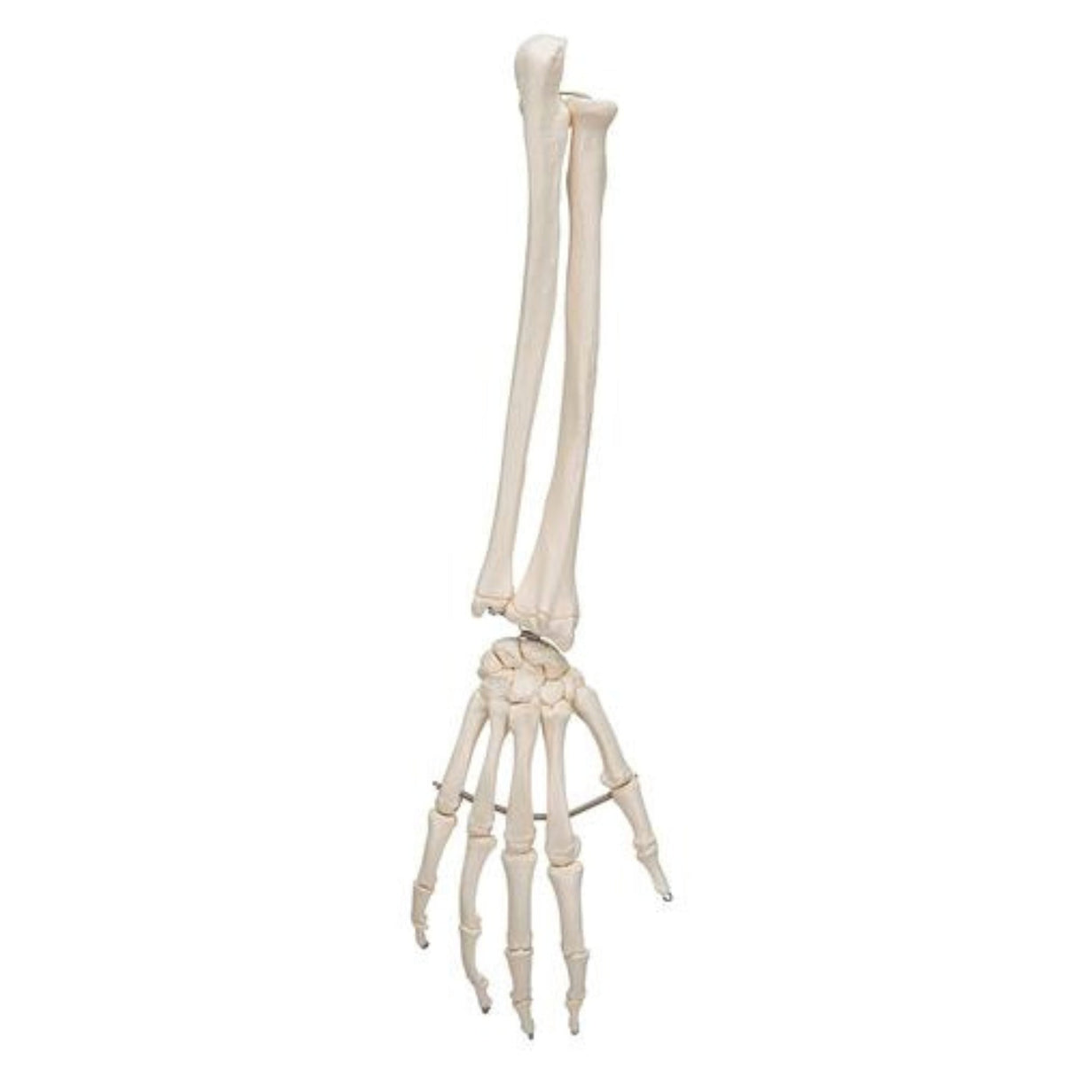 Human Hand Skeleton Model with Ulna & Radius, Wire Mounted 1019370 | Sim & Skills