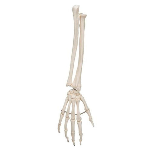 Human Hand Skeleton Model with Ulna & Radius, Wire Mounted 1019370 | Sim & Skills