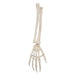 Human Hand Skeleton Model with Ulna & Radius, Wire Mounted 1019370 | Sim & Skills