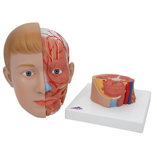 Human Head Model with Neck, 4 Part 1000216 | Sim & Skills