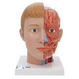 Human Head Model with Neck, 4 Part 1000216 | Sim & Skills