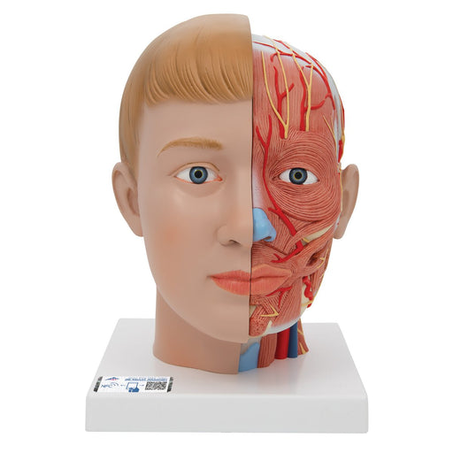 Human Head Model with Neck, 4 Part 1000216 | Sim & Skills