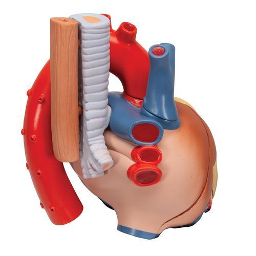 Human Heart Model, 7 part - 3B Smart Anatomy 1008548 | Sim & Skills