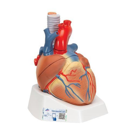 Human Heart Model, 7 part - 3B Smart Anatomy 1008548 | Sim & Skills