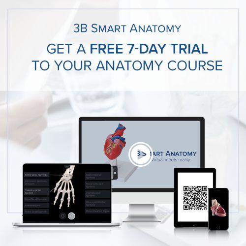 Human Heart Model, 7 part - 3B Smart Anatomy 1008548 | Sim & Skills