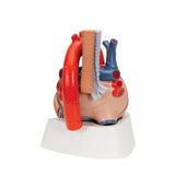 Human Heart Model, 7 part - 3B Smart Anatomy 1008548 | Sim & Skills