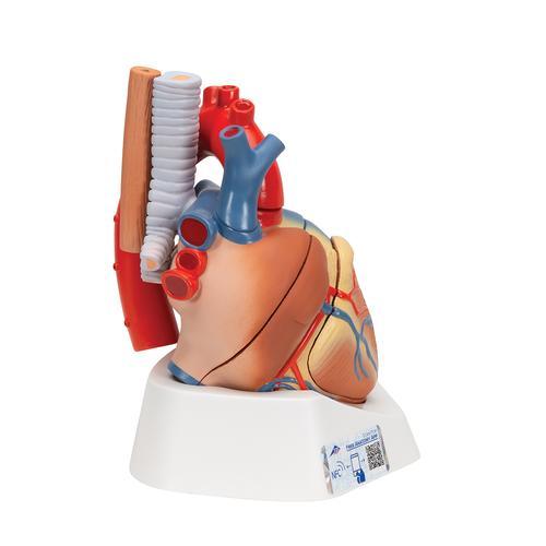 Human Heart Model, 7 part - 3B Smart Anatomy 1008548 | Sim & Skills