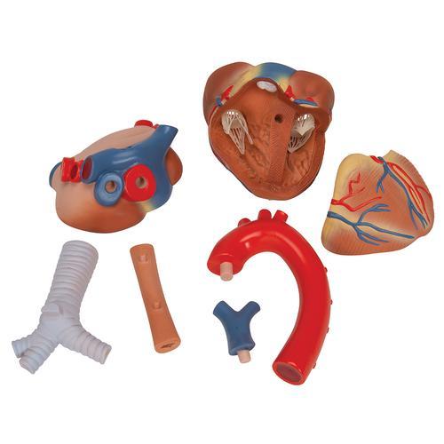 Human Heart Model, 7 part - 3B Smart Anatomy 1008548 | Sim & Skills