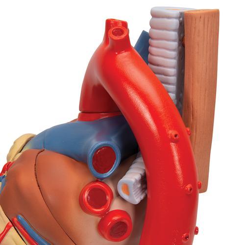 Human Heart Model, 7 part - 3B Smart Anatomy 1008548 | Sim & Skills