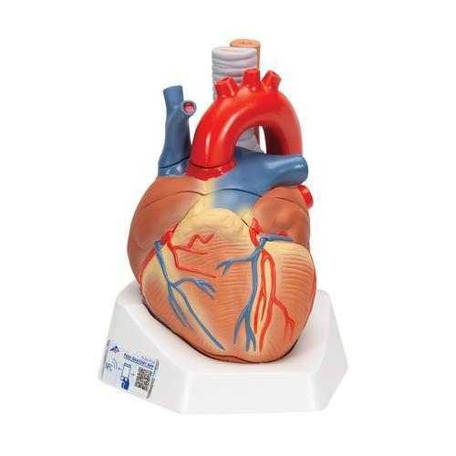 Human Heart Model, 7 part - 3B Smart Anatomy 1008548 | Sim & Skills