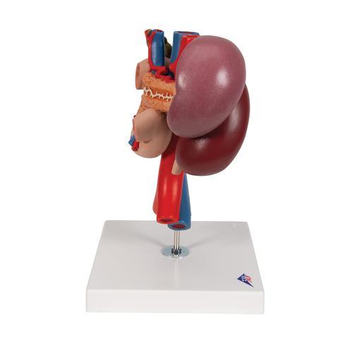 Human Kidneys Model with Rear Organs of Upper Abdomen, 3 part - 3B Smart Anatomy 1000310 | Sim & Skills