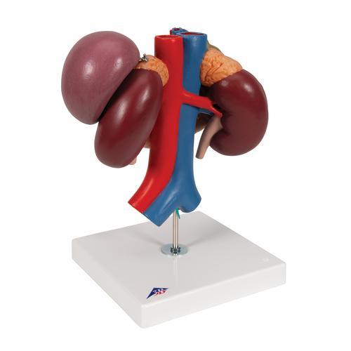 Human Kidneys Model with Rear Organs of Upper Abdomen, 3 part - 3B Smart Anatomy 1000310 | Sim & Skills
