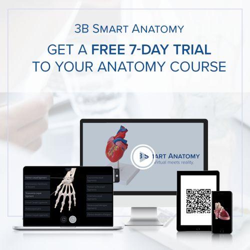 Human Kidneys Model with Rear Organs of Upper Abdomen, 3 part - 3B Smart Anatomy 1000310 | Sim & Skills