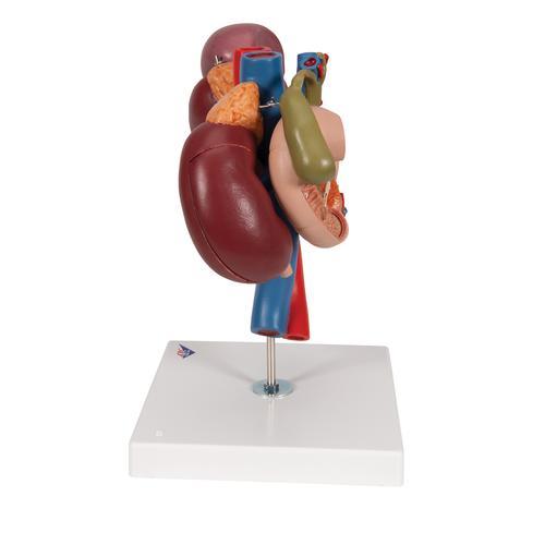 Human Kidneys Model with Rear Organs of Upper Abdomen, 3 part - 3B Smart Anatomy 1000310 | Sim & Skills