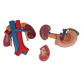 Human Kidneys Model with Rear Organs of Upper Abdomen, 3 part - 3B Smart Anatomy 1000310 | Sim & Skills