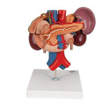 Human Kidneys Model with Rear Organs of Upper Abdomen, 3 part - 3B Smart Anatomy 1000310 | Sim & Skills