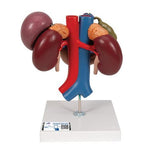 Human Kidneys Model with Rear Organs of Upper Abdomen, 3 part - 3B Smart Anatomy 1000310 | Sim & Skills